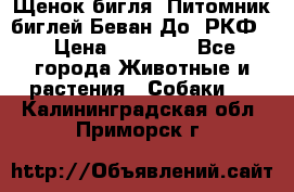 Щенок бигля. Питомник биглей Беван-До (РКФ) › Цена ­ 20 000 - Все города Животные и растения » Собаки   . Калининградская обл.,Приморск г.